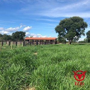 Fazenda à venda Araguaiana,Mato Grosso